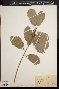 Quercus prinoides image