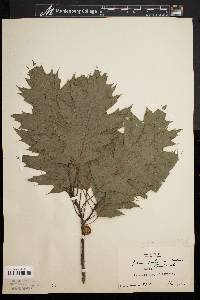 Quercus rubra var. borealis image