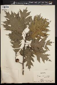 Quercus rubra var. borealis image