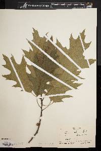 Quercus rubra var. borealis image