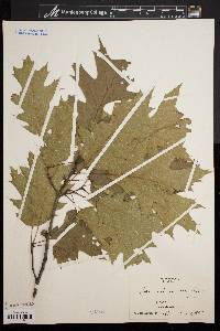 Quercus rubra var. borealis image