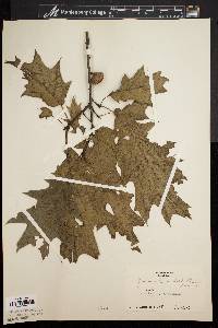 Quercus rubra var. borealis image