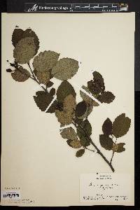 Alnus rugosa image