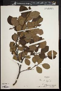 Alnus rugosa image