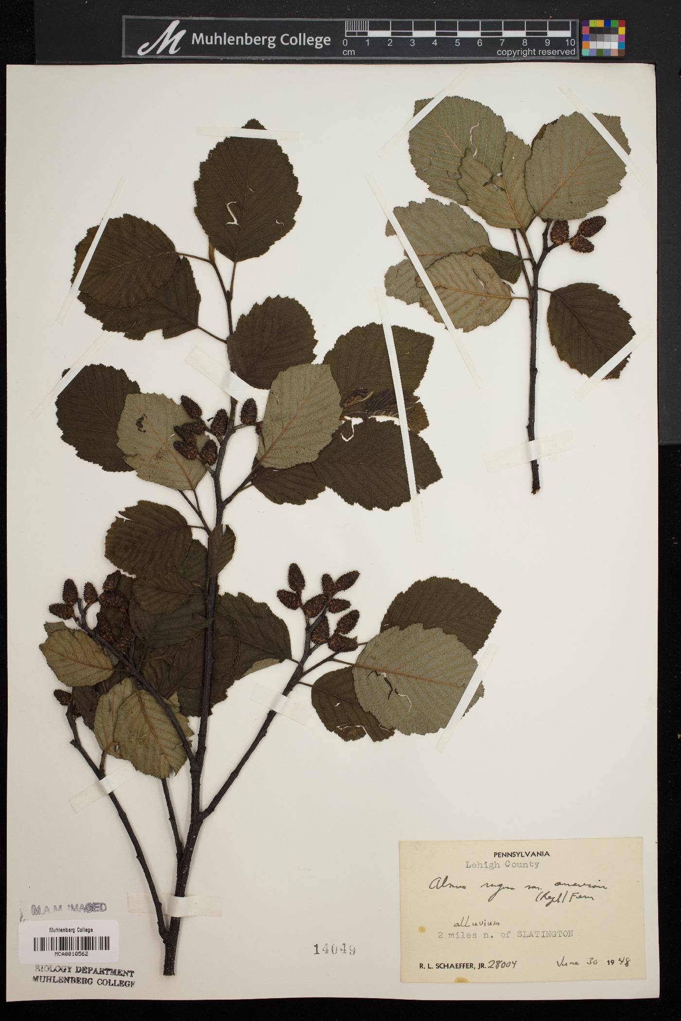 Alnus rugosa image