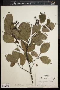 Alnus rugosa image