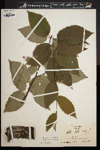 Betula lutea image