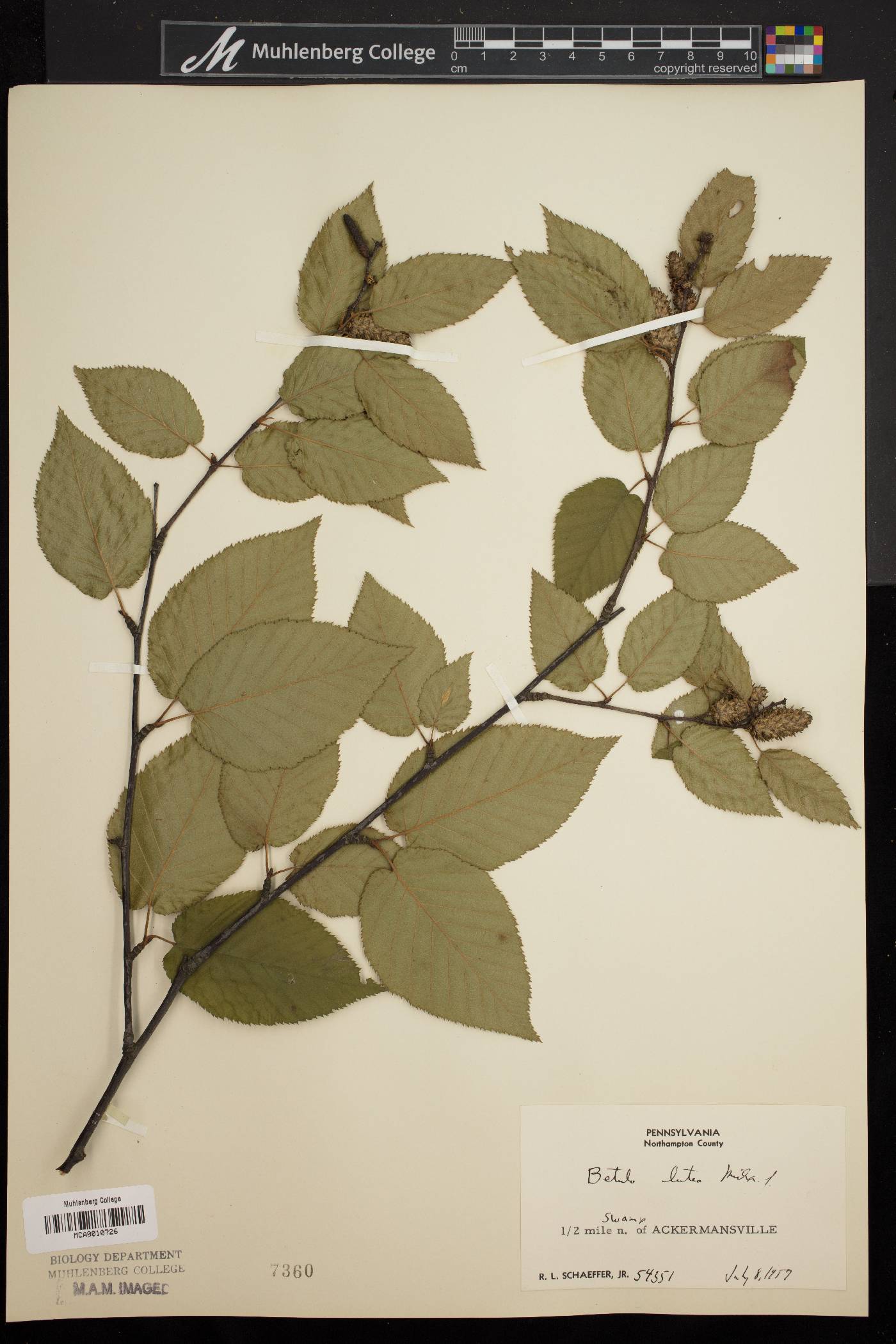 Betula lutea image