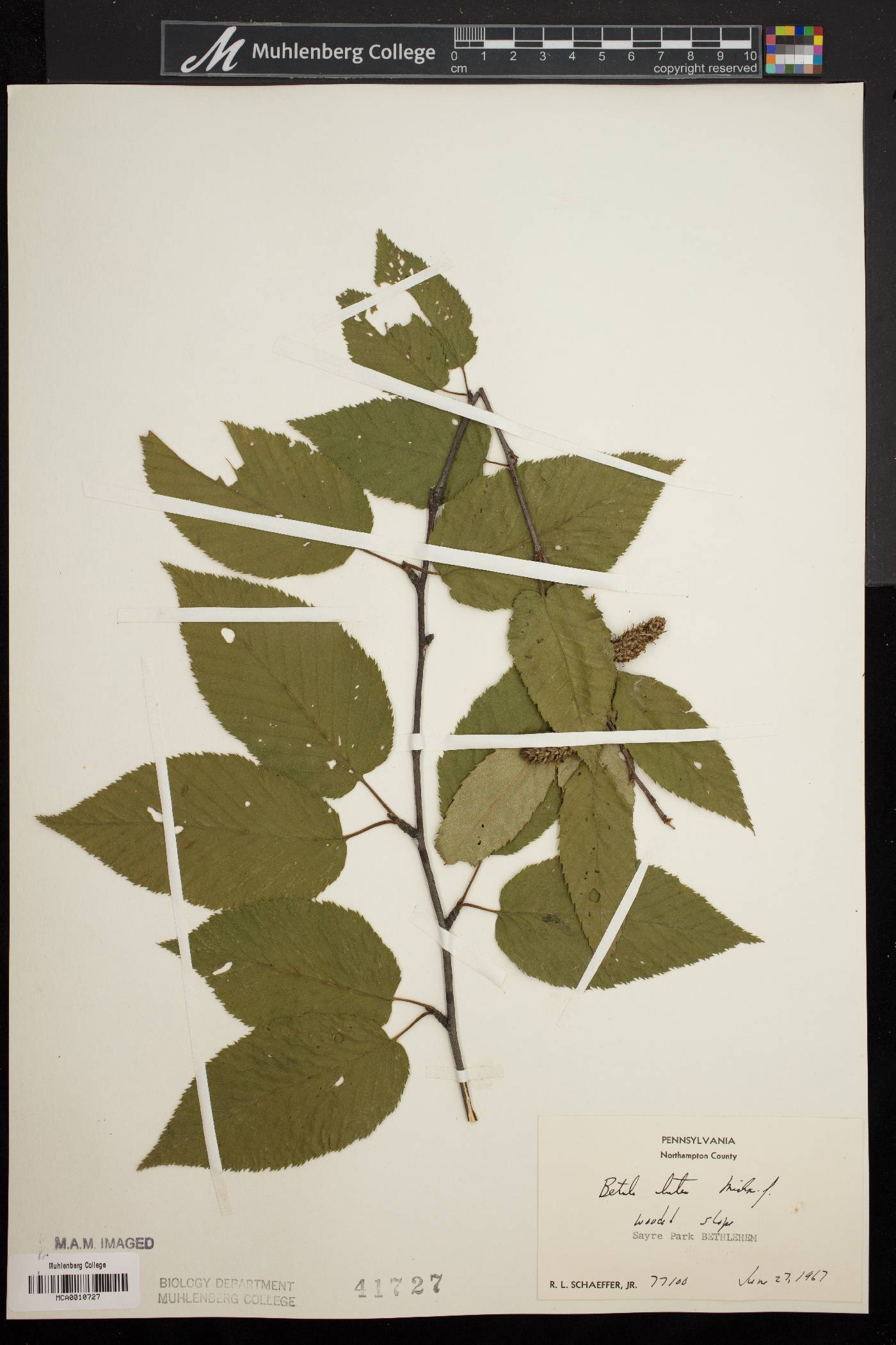 Betula lutea image