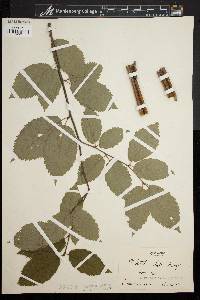 Betula lutea image