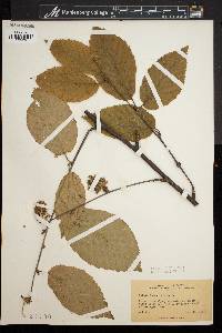 Betula lutea image