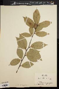 Betula lutea image