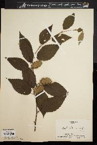 Betula lutea image