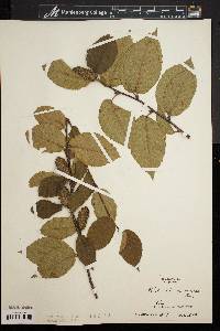 Betula lutea image