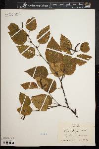 Betula papyrifera image