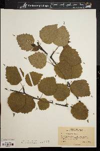 Betula papyrifera image