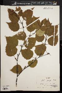 Betula papyrifera image