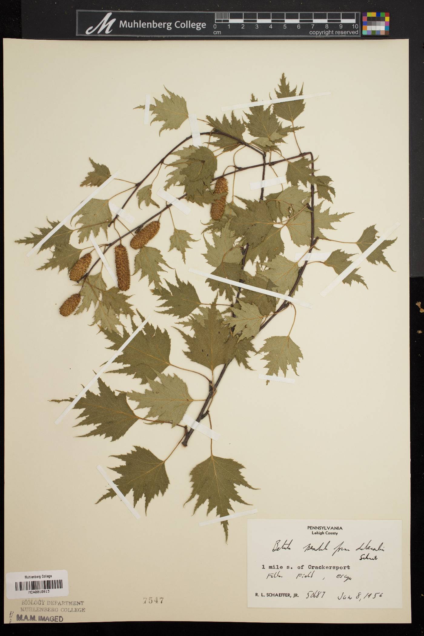 Betula pendula f. dalecarlica image