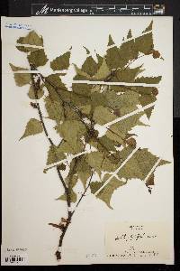 Betula populifolia image