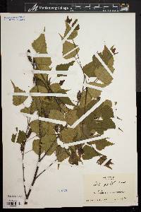 Betula populifolia image