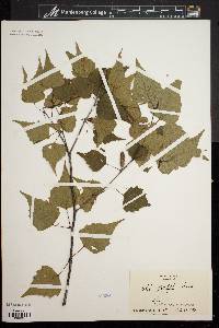 Betula populifolia image