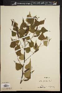 Betula populifolia image