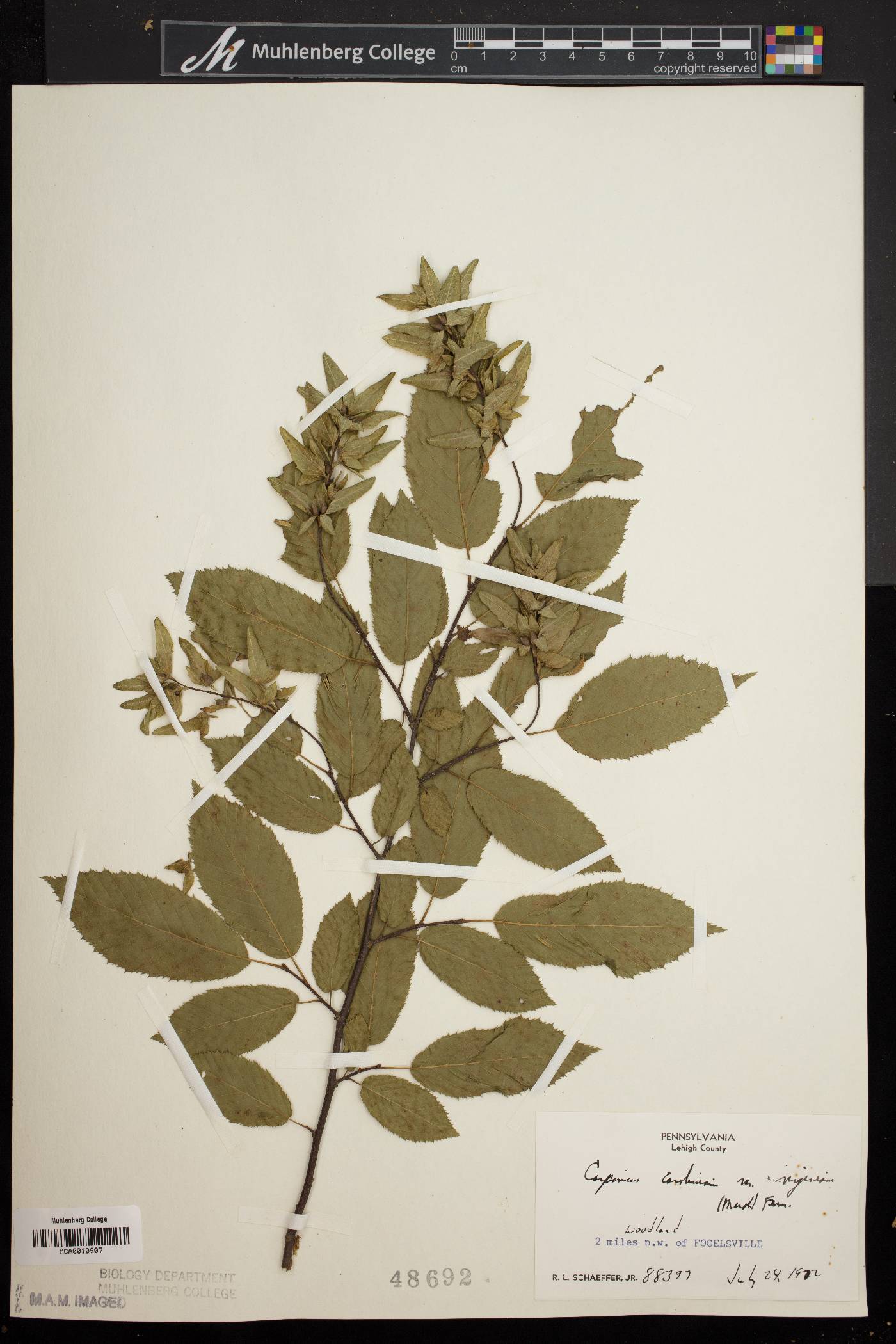 Carpinus caroliniana var. virginiana image