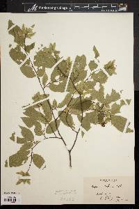 Carpinus caroliniana var. virginiana image