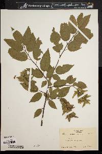 Carpinus caroliniana var. virginiana image