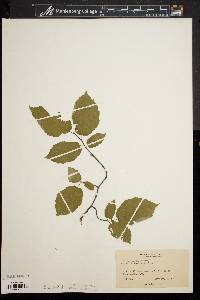 Corylus cornuta image