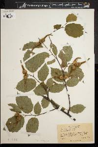 Corylus cornuta image