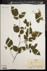 Corylus cornuta image