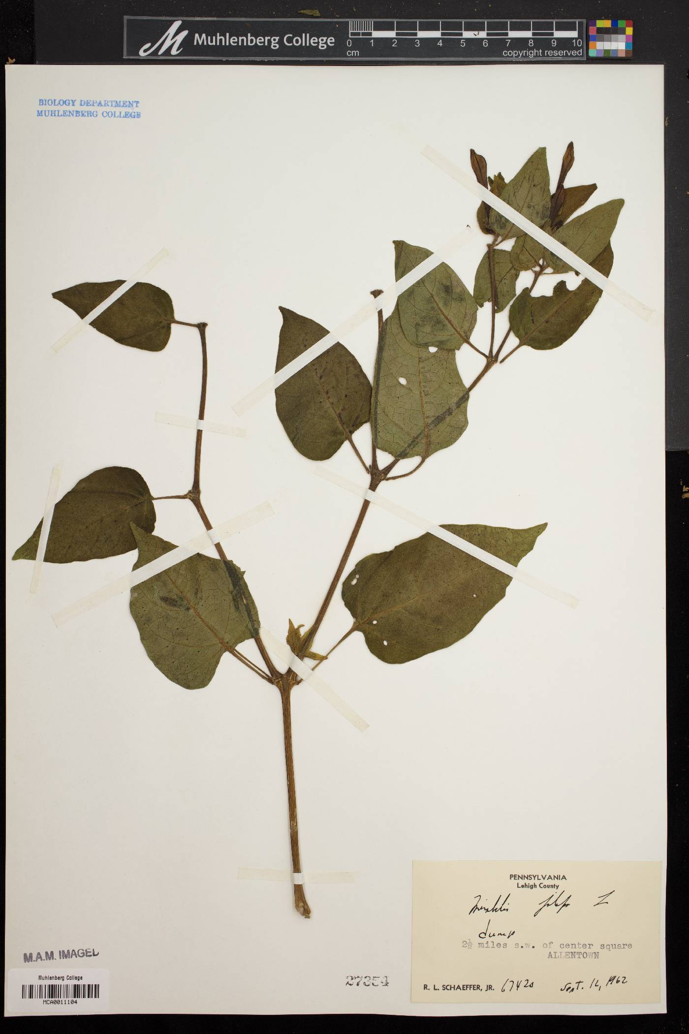 Mirabilis jalapa image