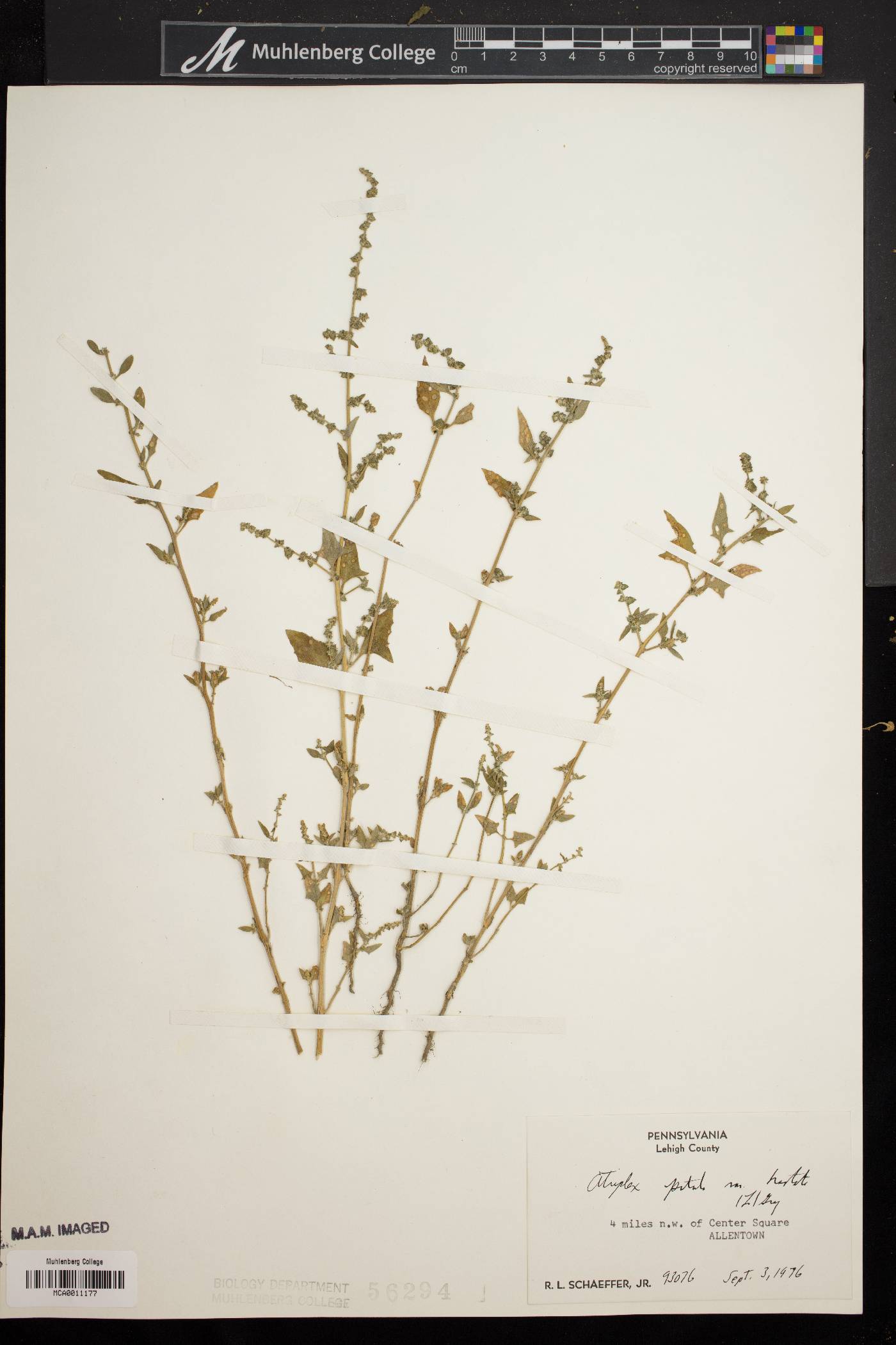 Atriplex prostrata image