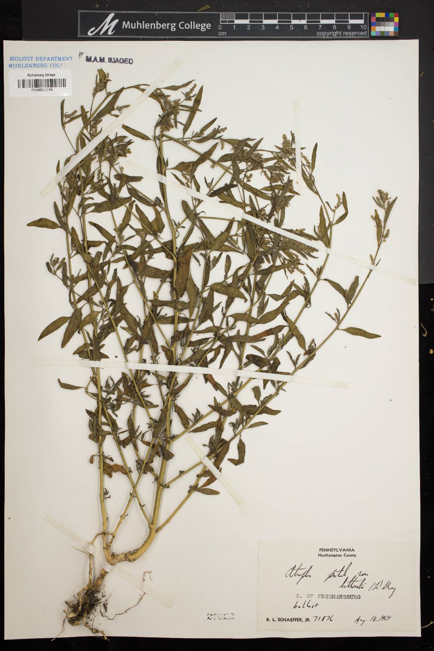 Atriplex littoralis image