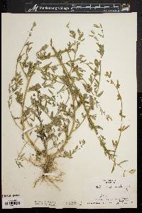 Atriplex littoralis image