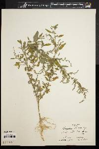 Chenopodium boscianum image