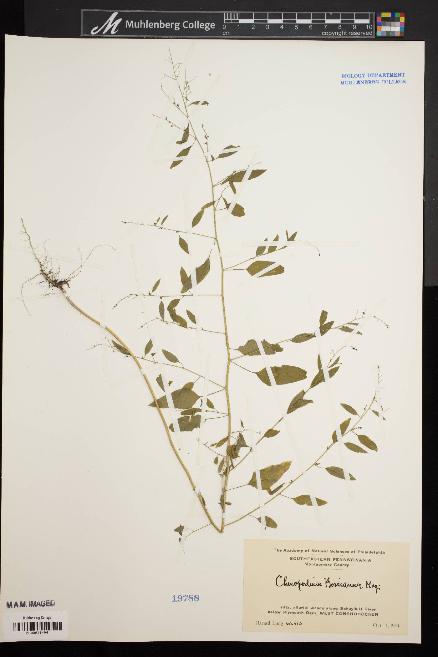 Chenopodium boscianum image