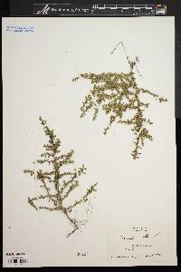 Amaranthus albus image