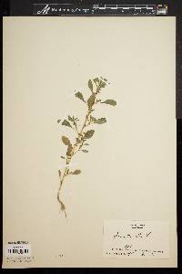 Amaranthus albus image