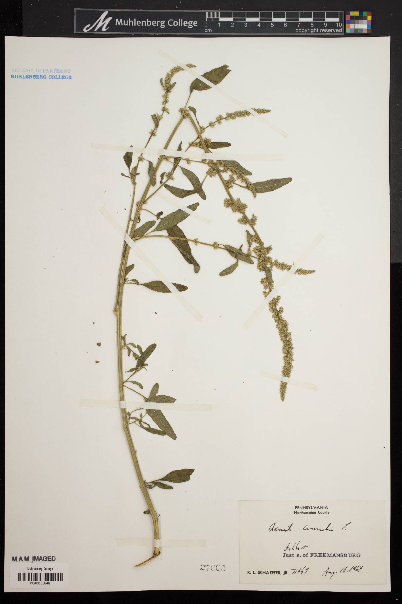 Amaranthus cannabinus image