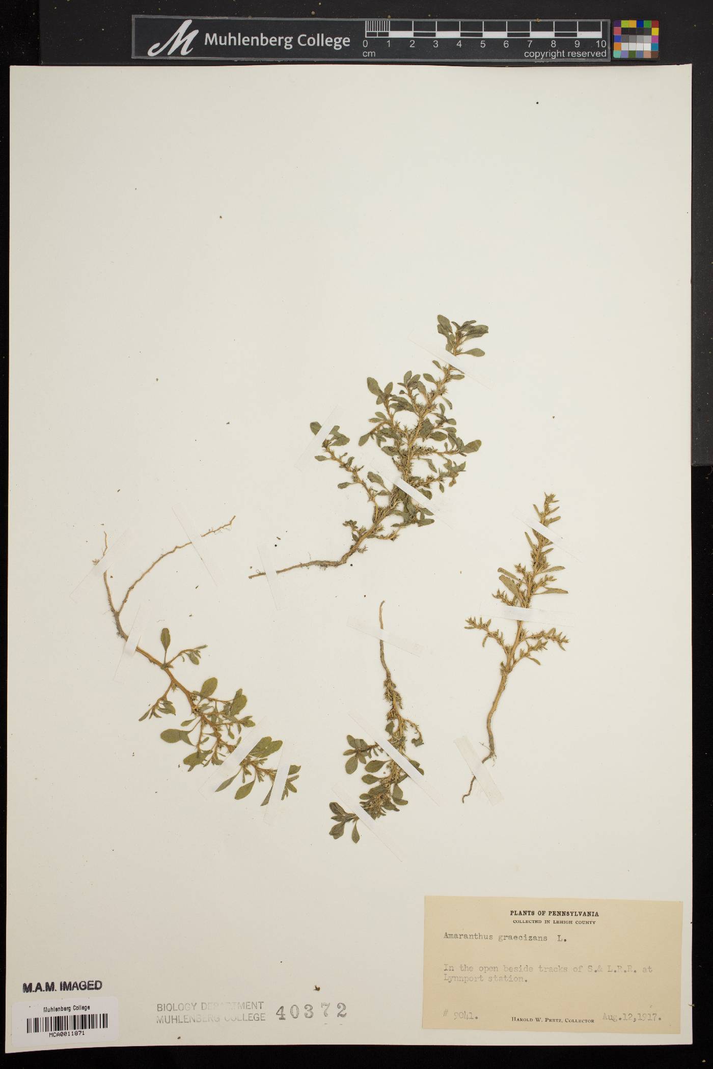 Amaranthus graecizans image