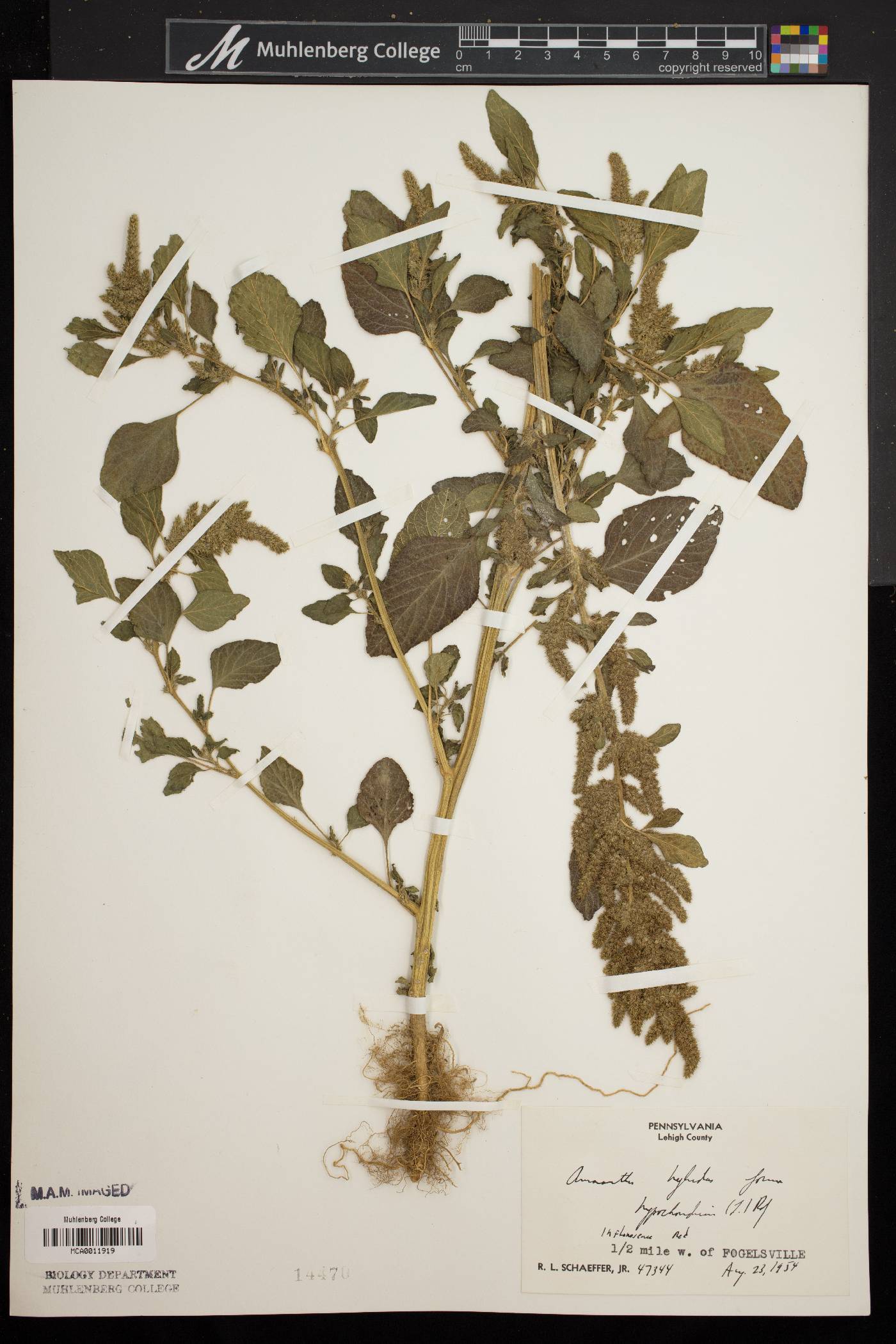 Amaranthus hybridus f. hypochondiacus image