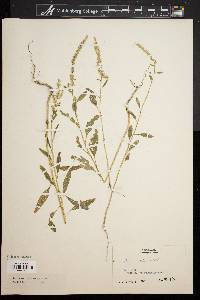 Amaranthus spinosus image