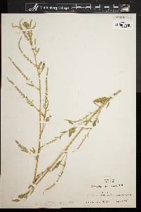 Amaranthus spinosus image