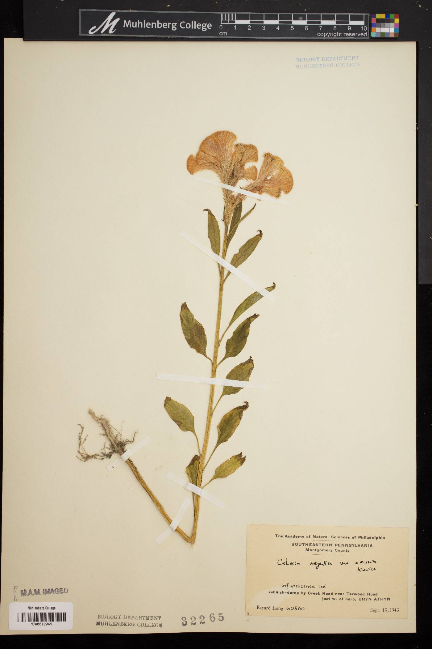 Celosia argentea var. cristata image