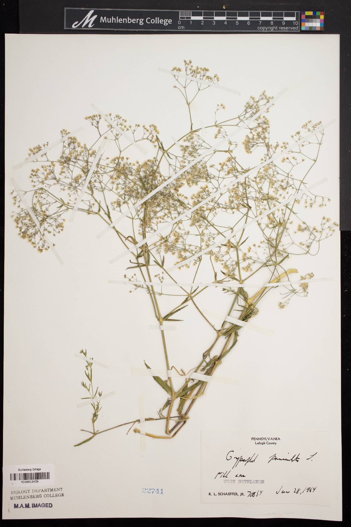 Gypsophila paniculata image