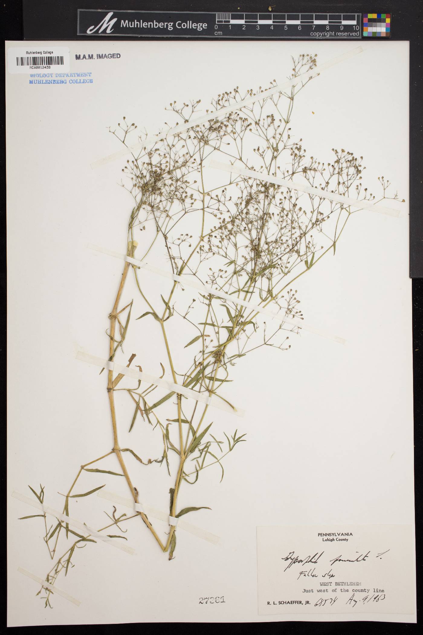 Gypsophila paniculata image