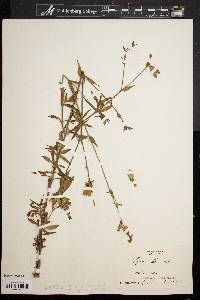 Silene latifolia image