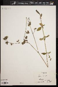 Silene latifolia image